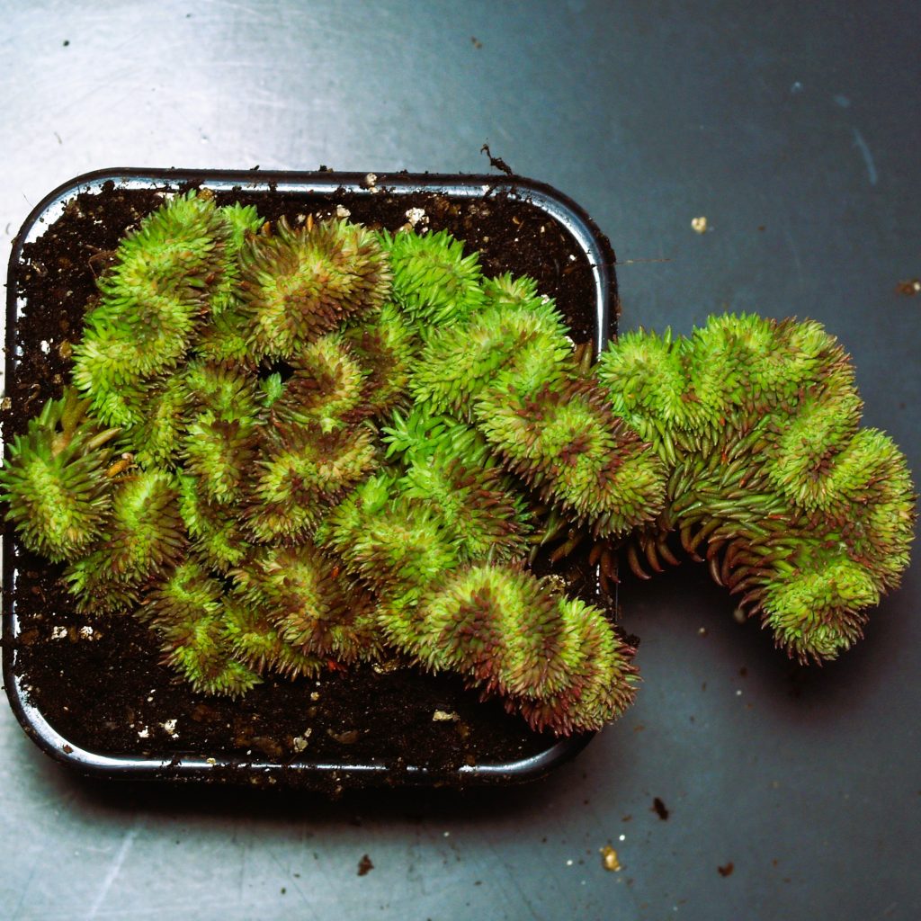 rupestre fo. cristatum