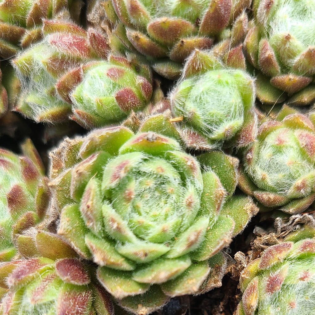 Sempervivum 'Adelheid'