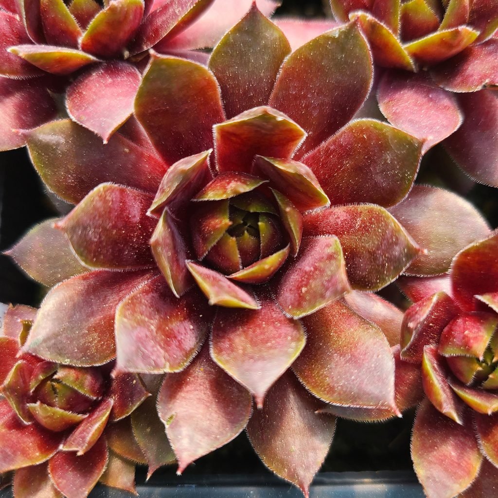 Sempervivum 'Akhenaten'