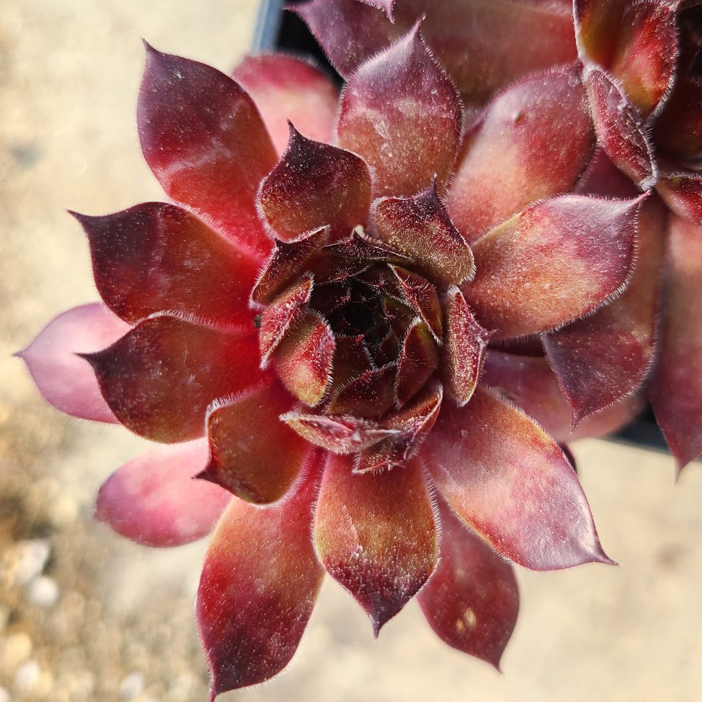 Sempervivum 'Aldo Moro'