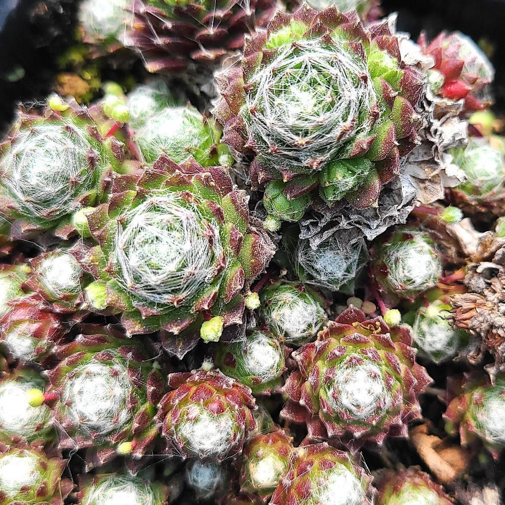 Sempervivum 'Ali'