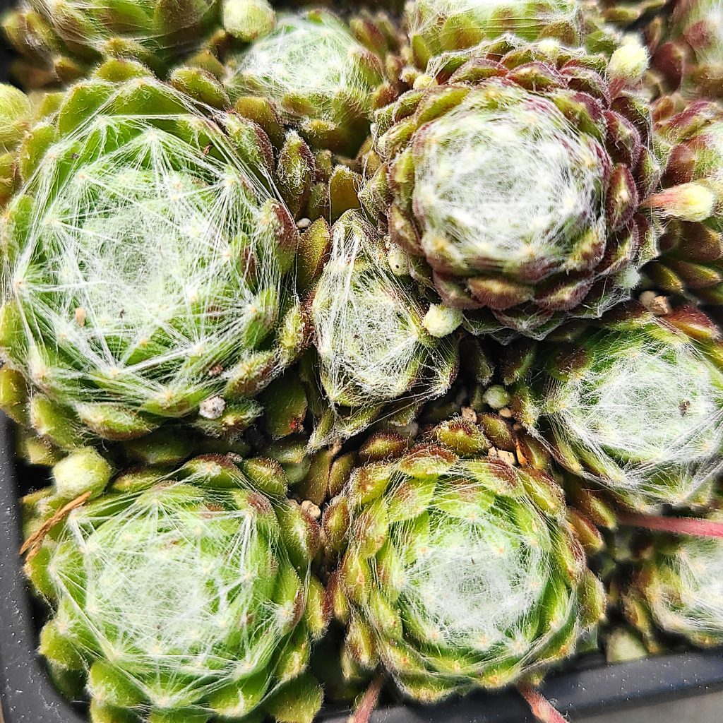 Sempervivum 'Alpha'