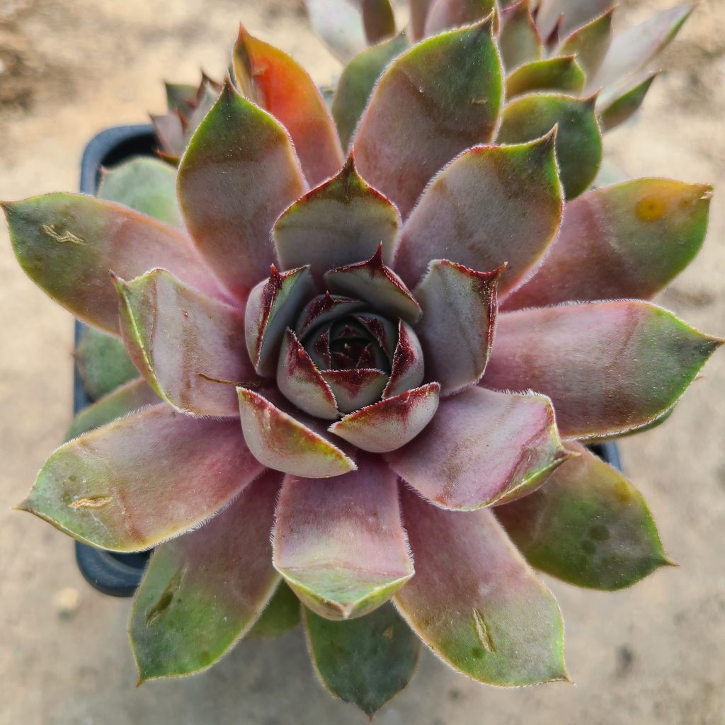 Sempervivum 'Amethist'