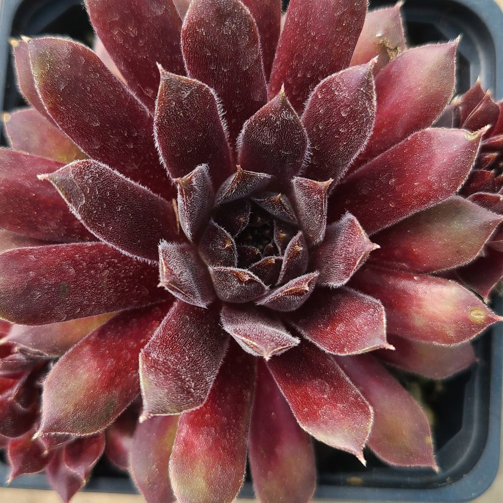 Sempervivum 'Andromeda'