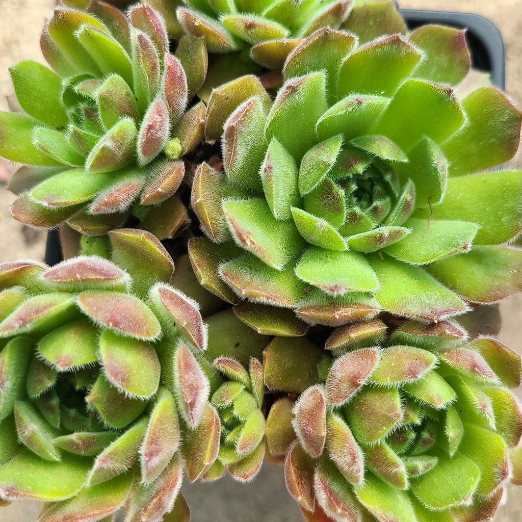 Sempervivum 'Apple Blosom'