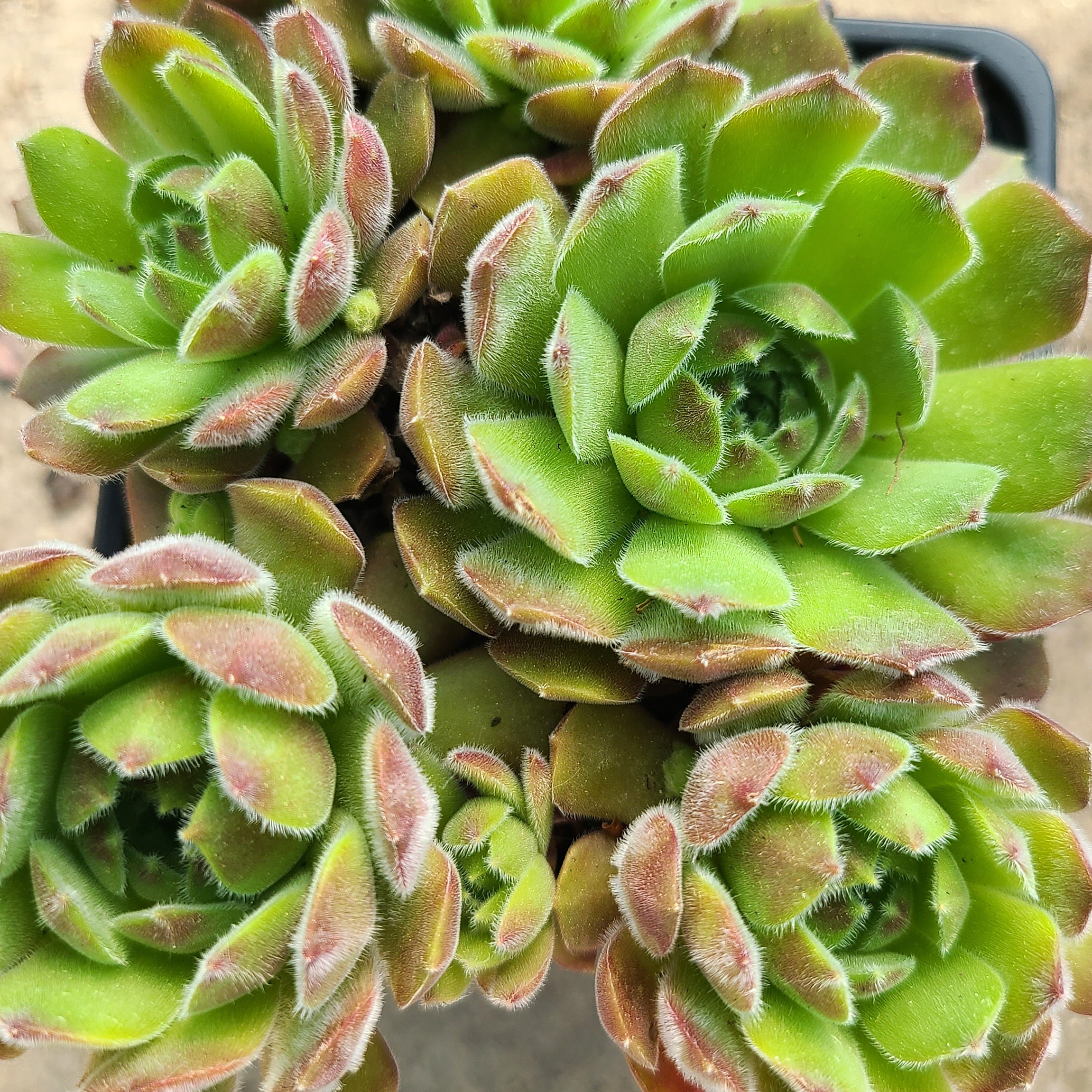 Sempervivum 'Apple Blosom'