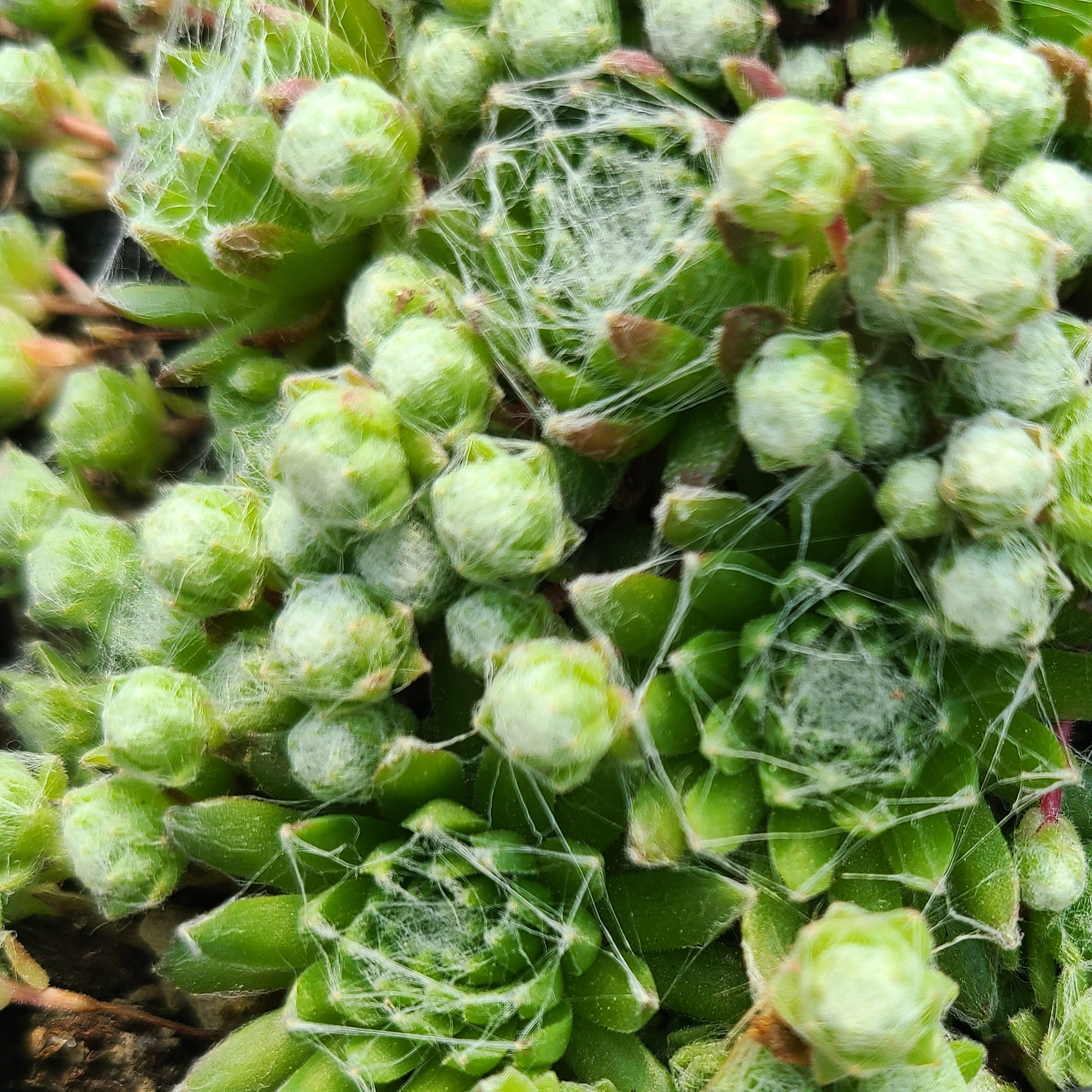 Sempervivum arachnoideum coll. De Slamat