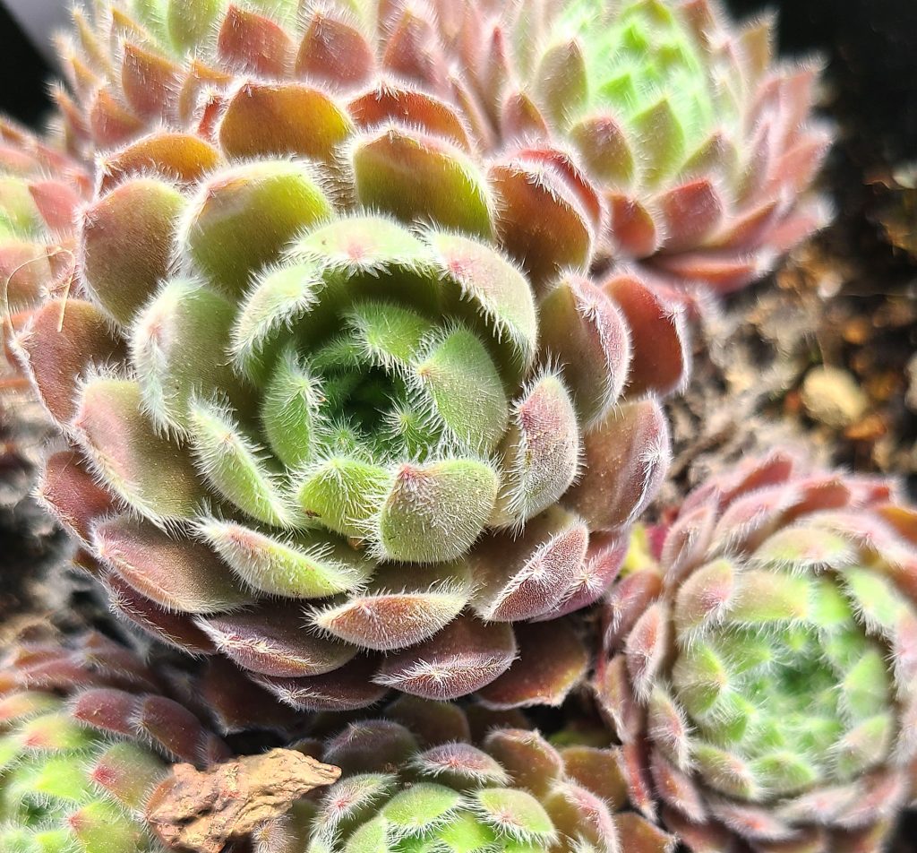 Sempervivum 'Artischocke'