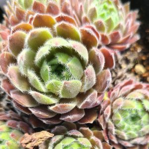 Sempervivum 'Artischocke'