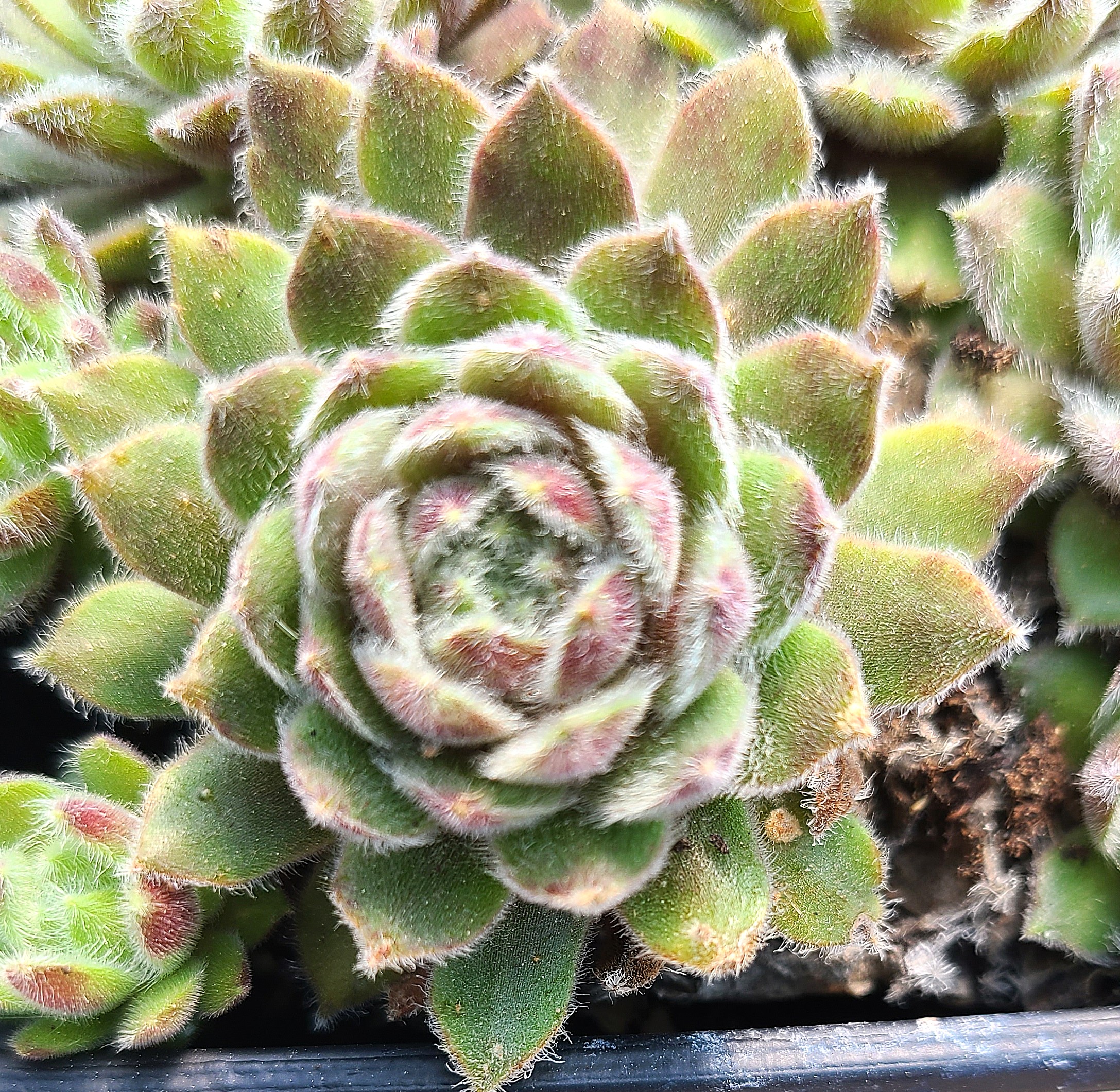 Sempervivum 'Ashes Of Roses'