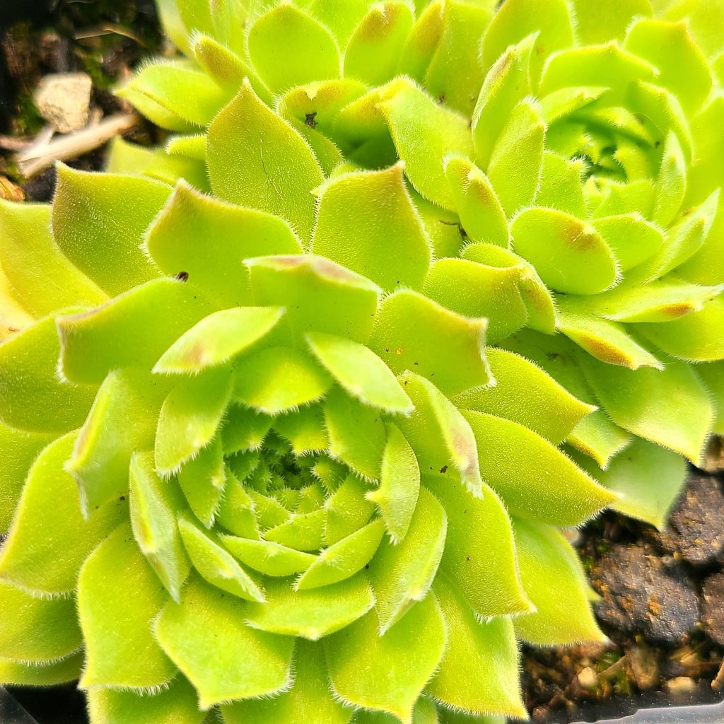 Sempervivum atlanticum 2