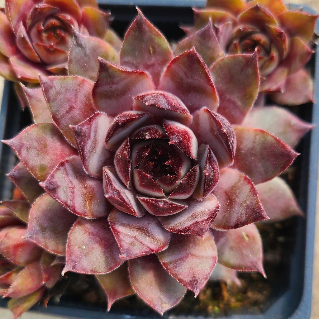 Sempervivum 'Bachus'