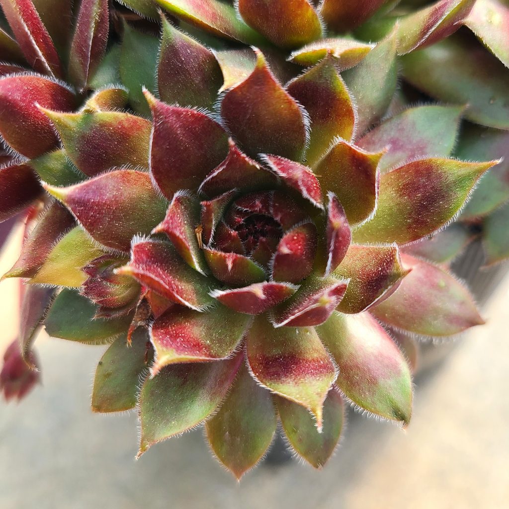 Sempervivum 'Belladonna' 2