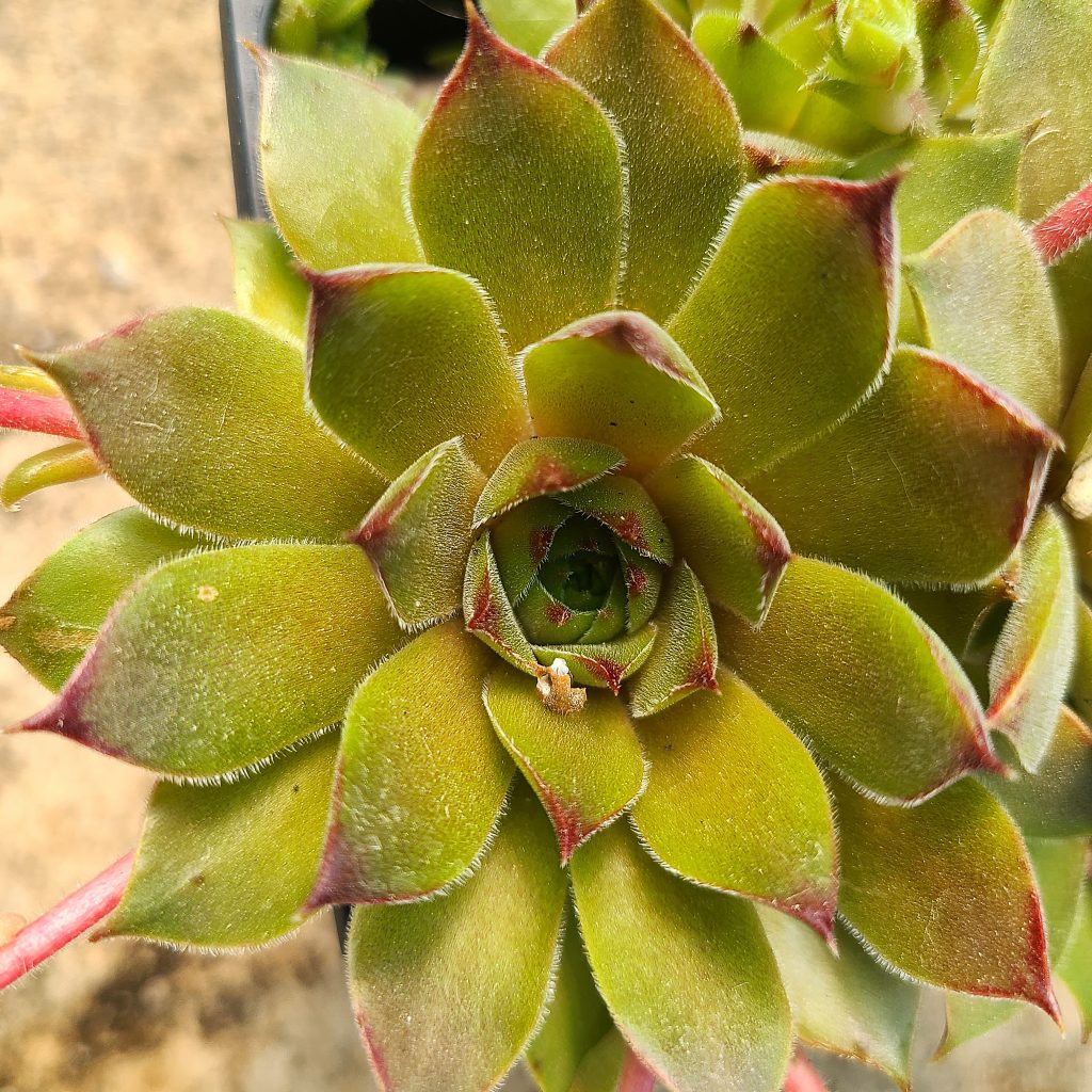 Sempervivum 'Bernstein'