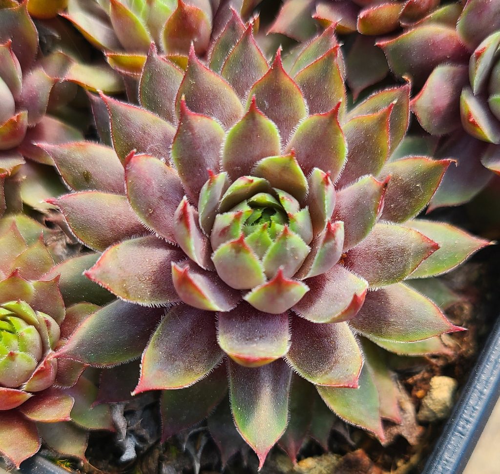 Sempervivum 'Pacific Blue Ice'