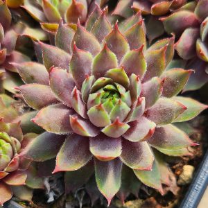 Sempervivum 'Pacific Blue Ice'