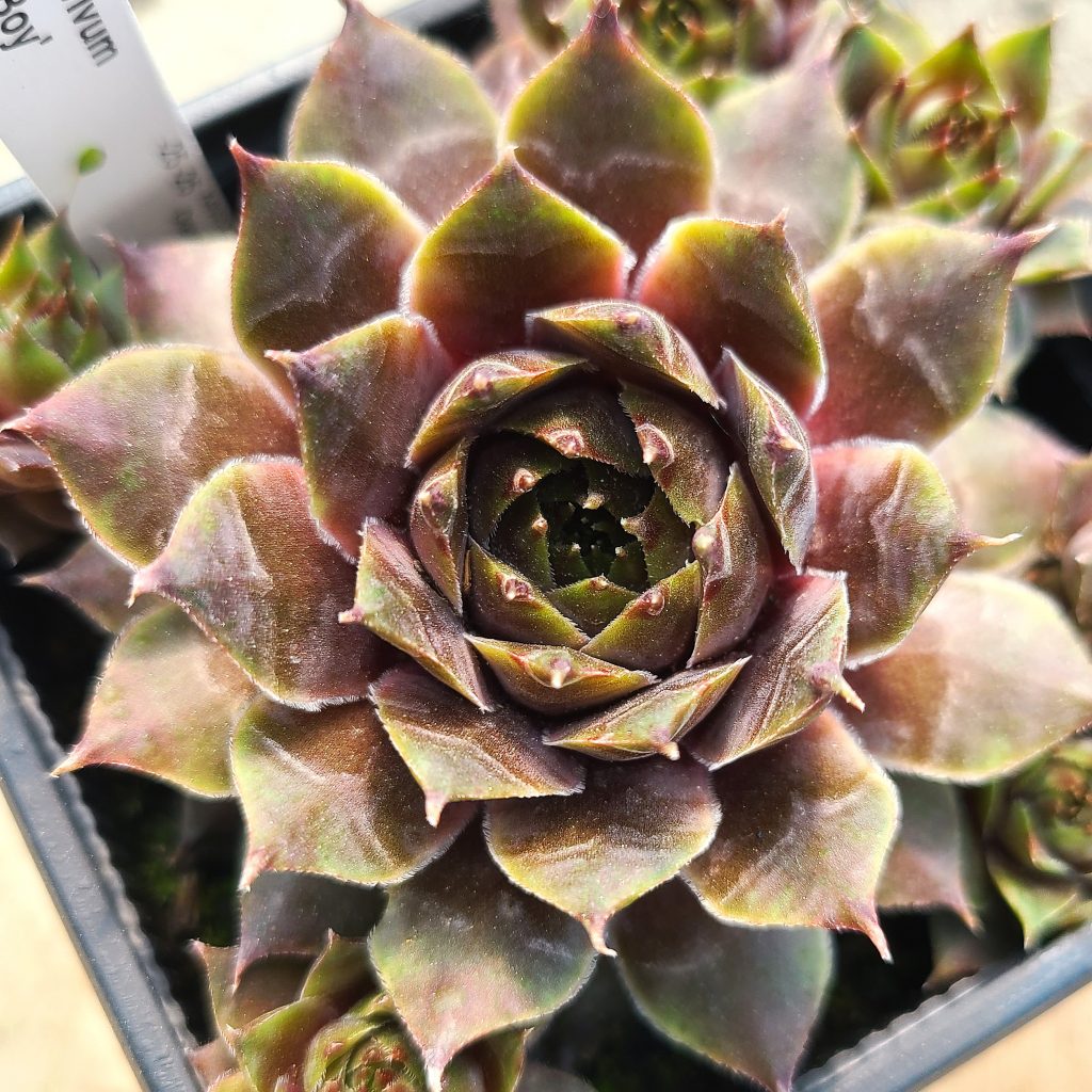 Sempervivum 'Blue Boy'