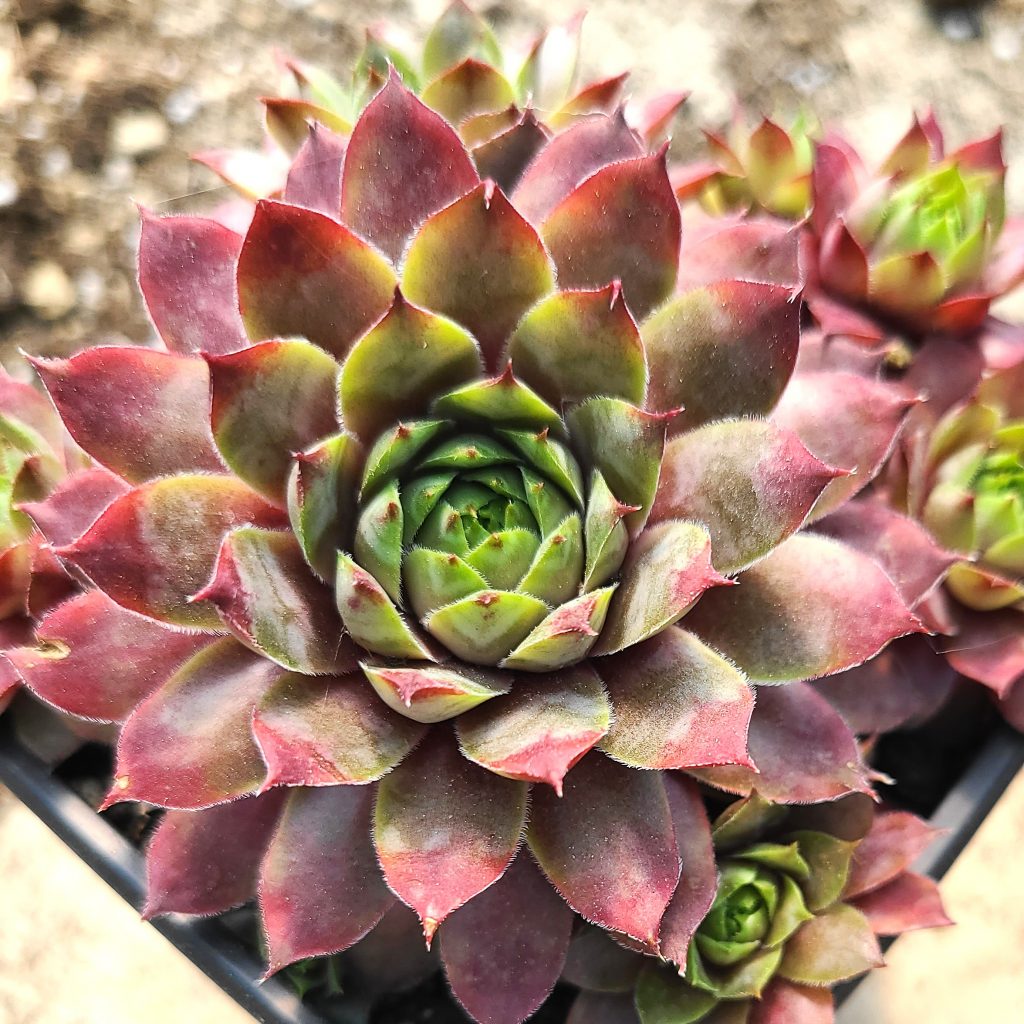 Sempervivum 'Blue Moon' type 2