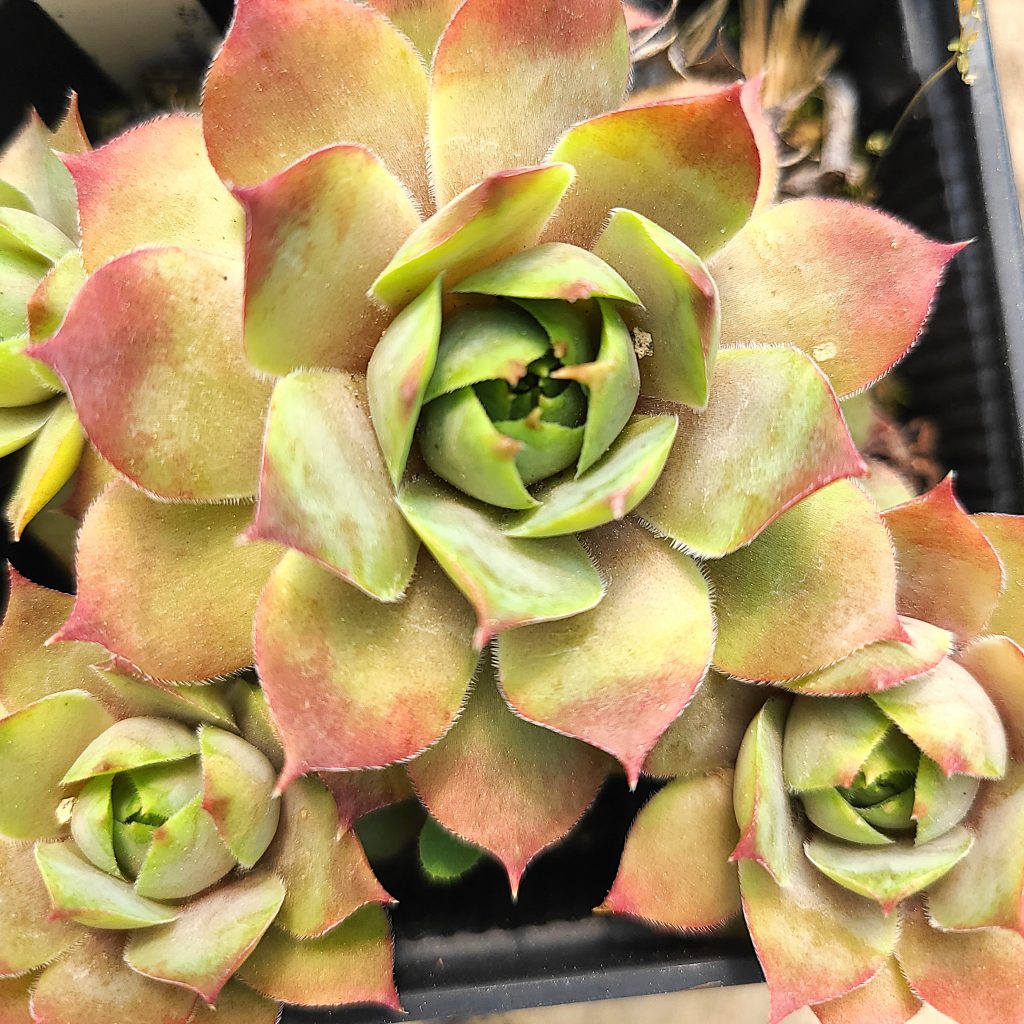 Sempervivum 'Blue Time'