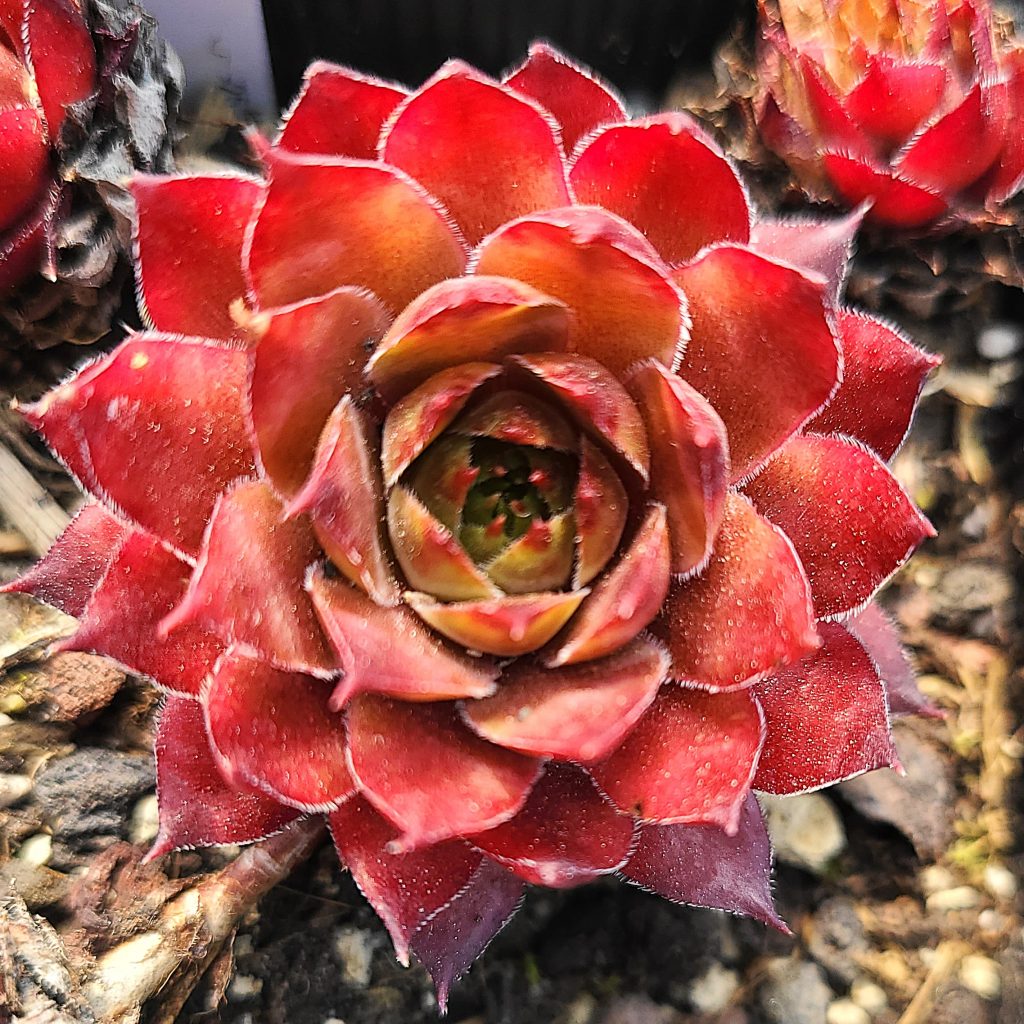 Sempervivum 'Casablanca'