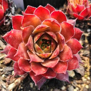 Sempervivum 'Casablanca'