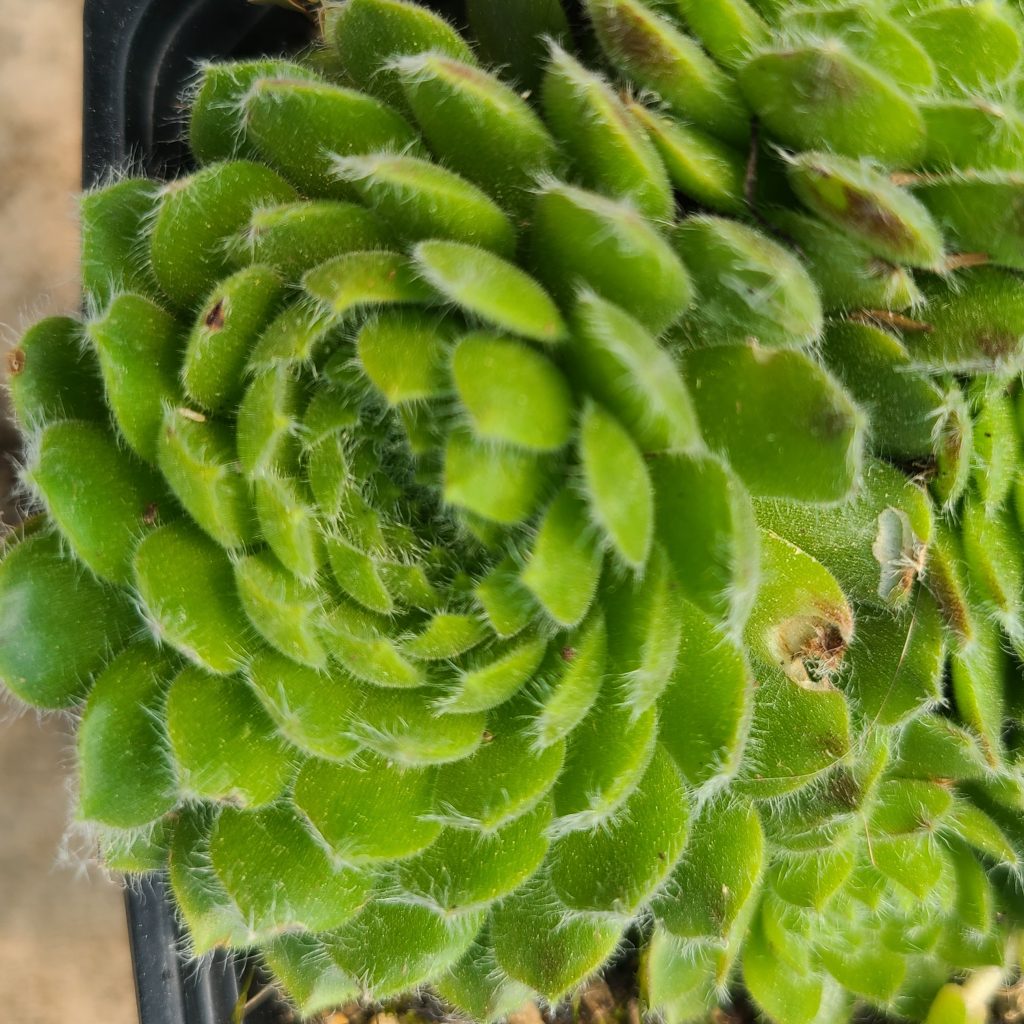 Sempervivum ciliosum