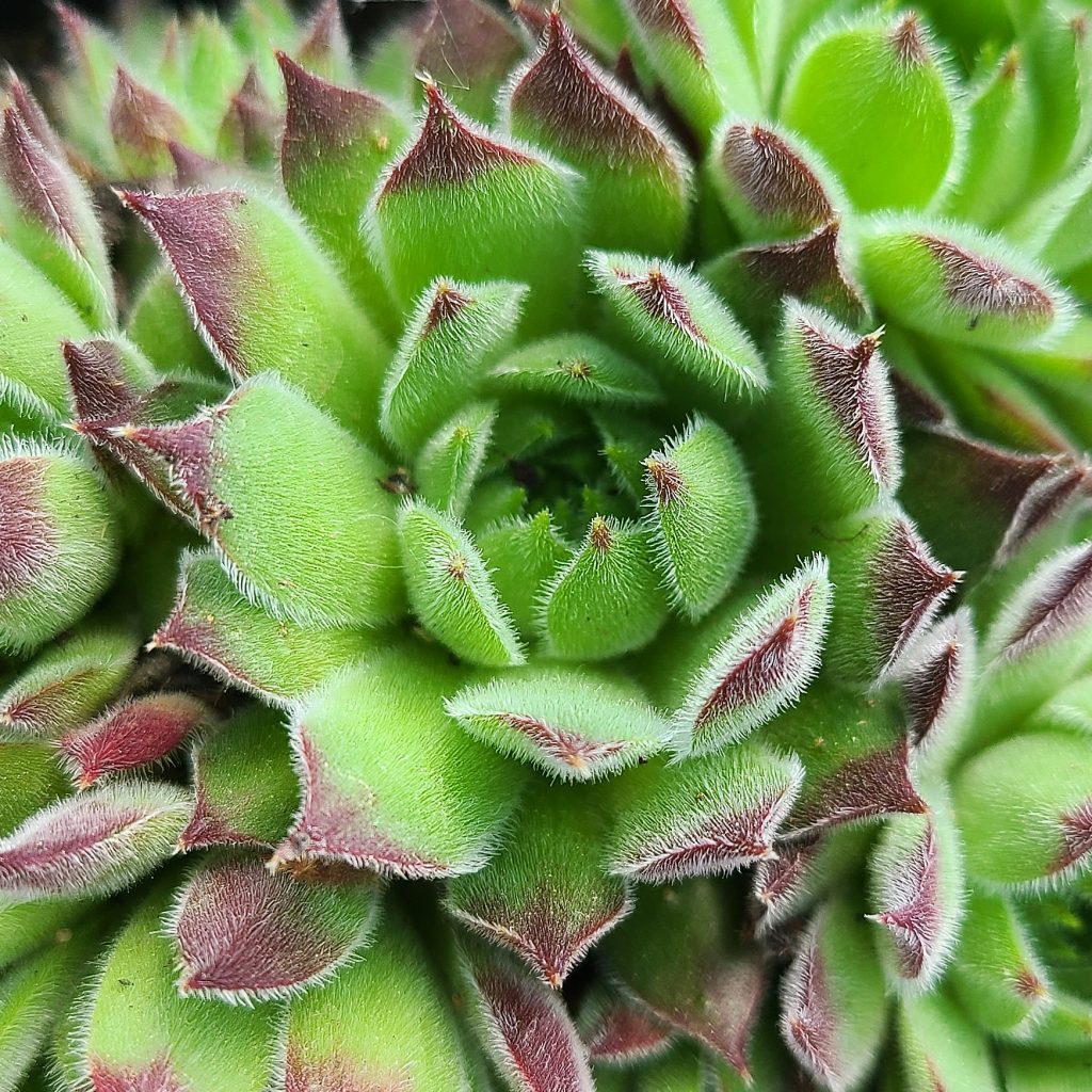 Sempervivum 'Corsair'