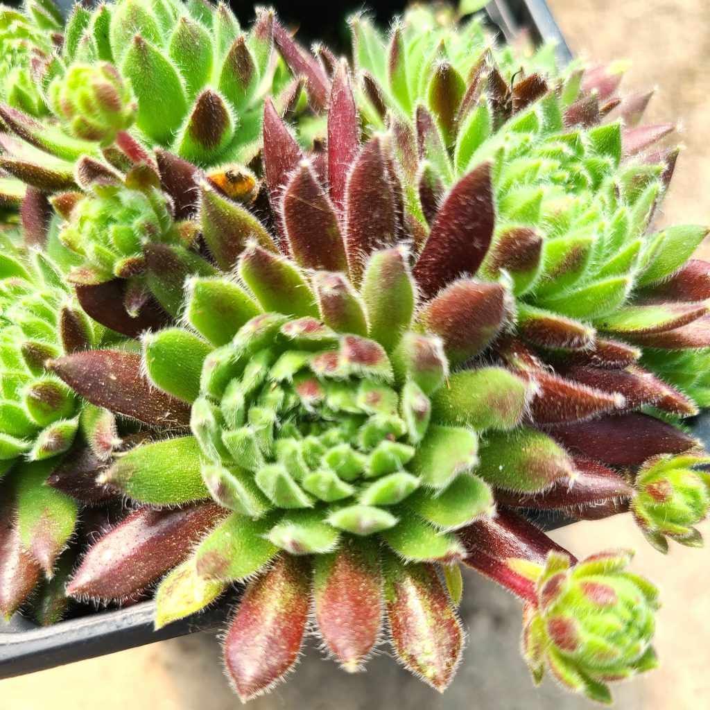 Sempervivum 'Crimson Velvet'