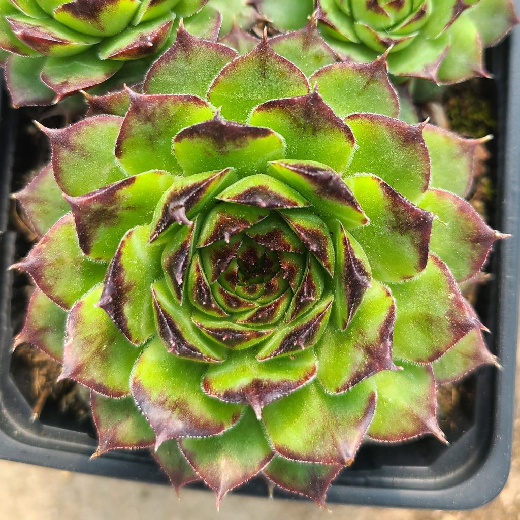 Sempervivum 'Crucify'