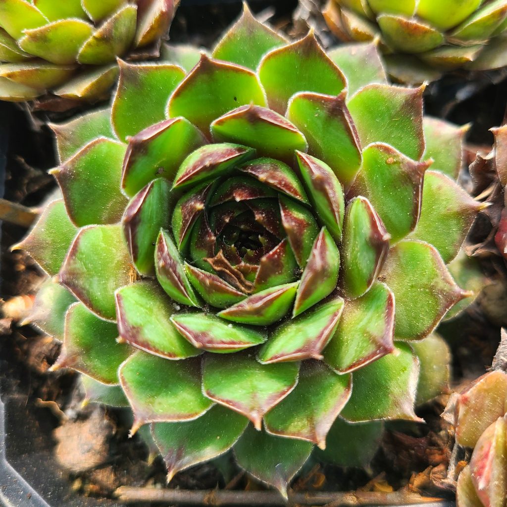 Sempervivum 'Cupream'