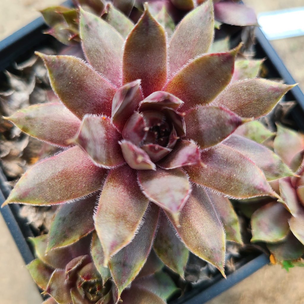 Sempervivum 'Dusty Purple'
