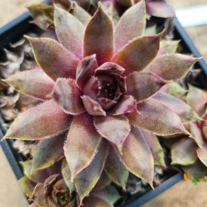 Sempervivum 'Dusty Purple'
