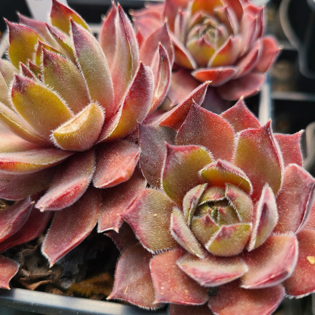 Sempervivum 'Dusty' type 2
