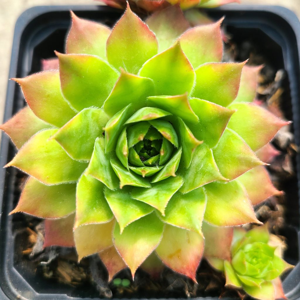 Sempervivum 'Emerson's Giant'