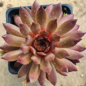 Sempervivum 'Faramir'