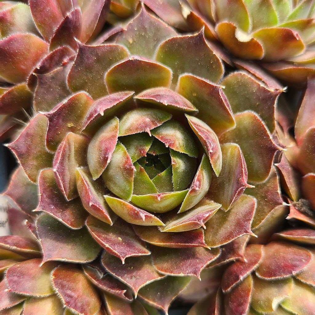 Sempervivum 'Feldmeier'