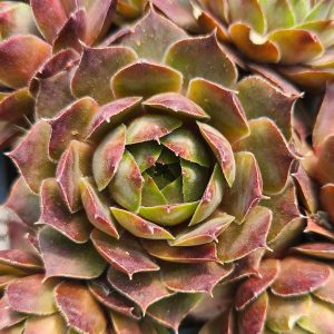 Sempervivum 'Feldmeier'