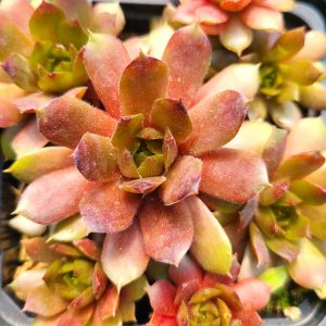 Sempervivum 'Fernanda'