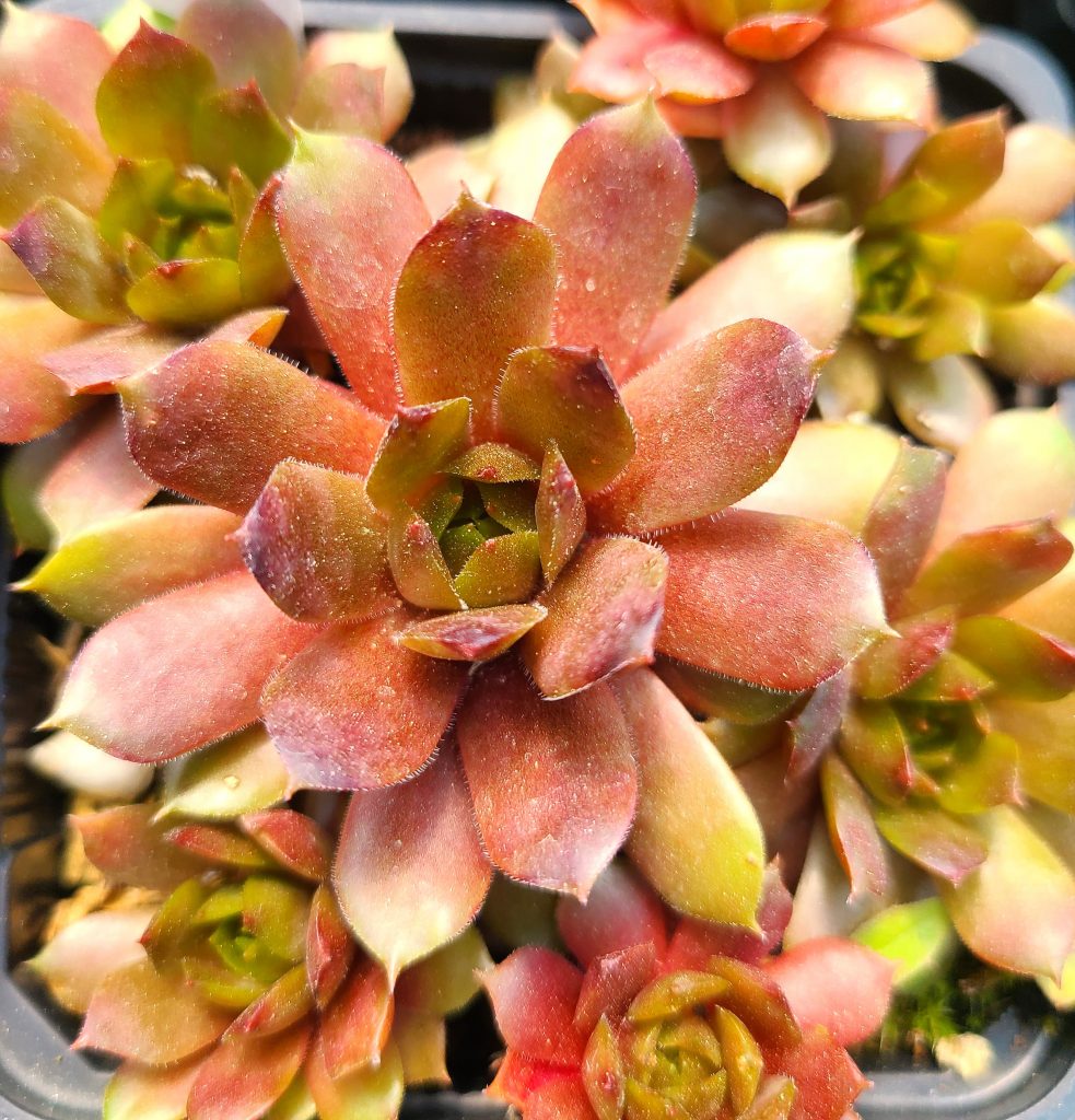 Sempervivum 'Fernanda'