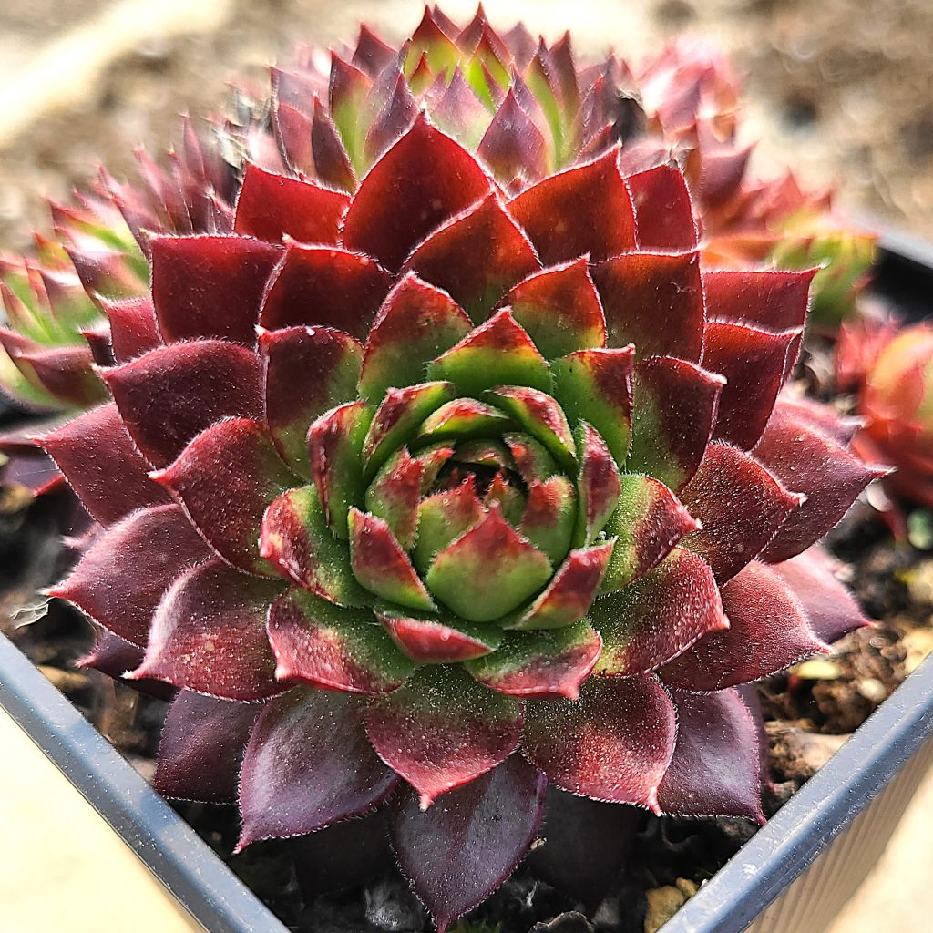 Sempervivum 'Fresh Fine Orange'