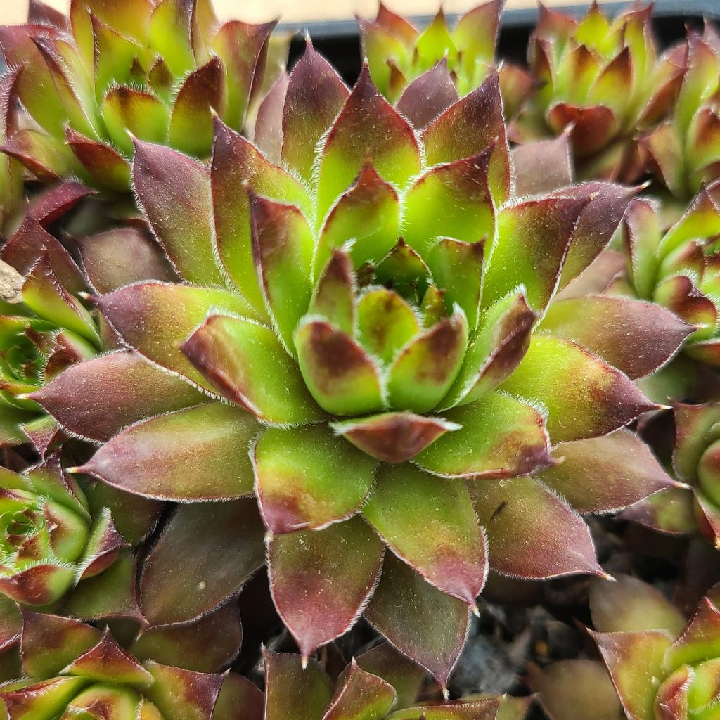 Sempervivum 'Gazelle'