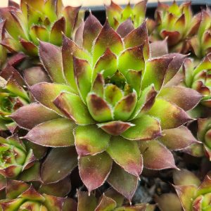 Sempervivum 'Gazelle'