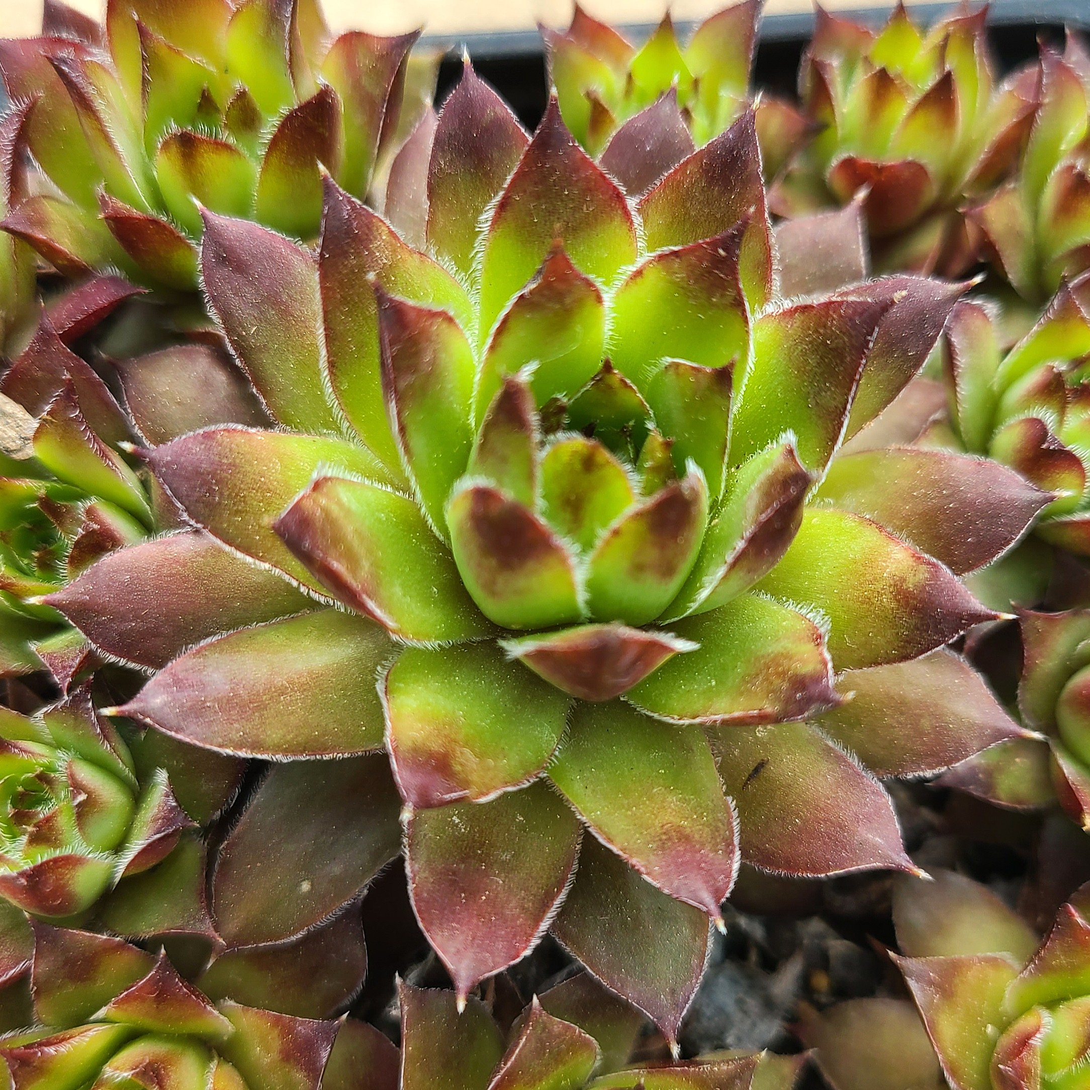 Sempervivum 'Gazelle'