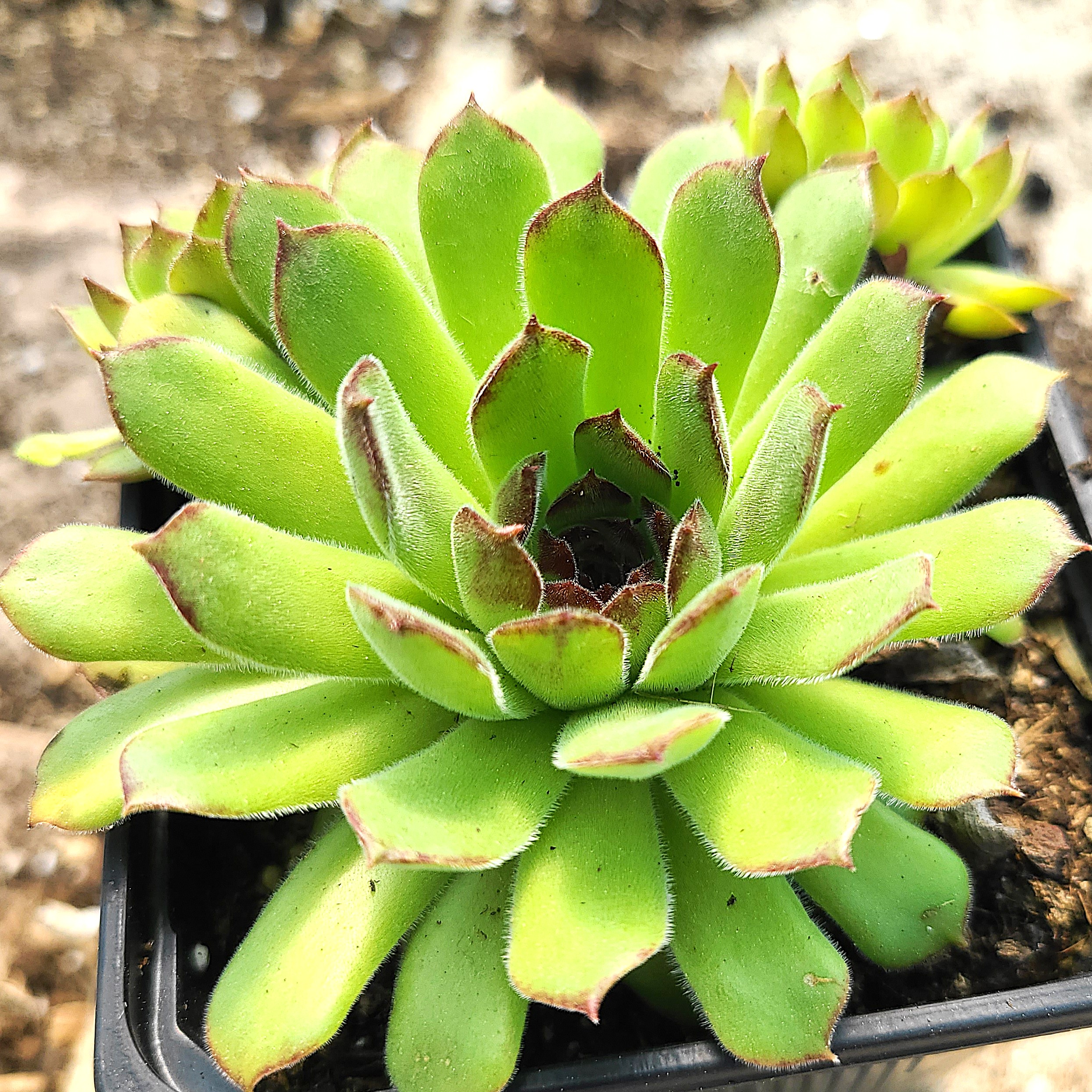Sempervivum 'Ginnie's delight'