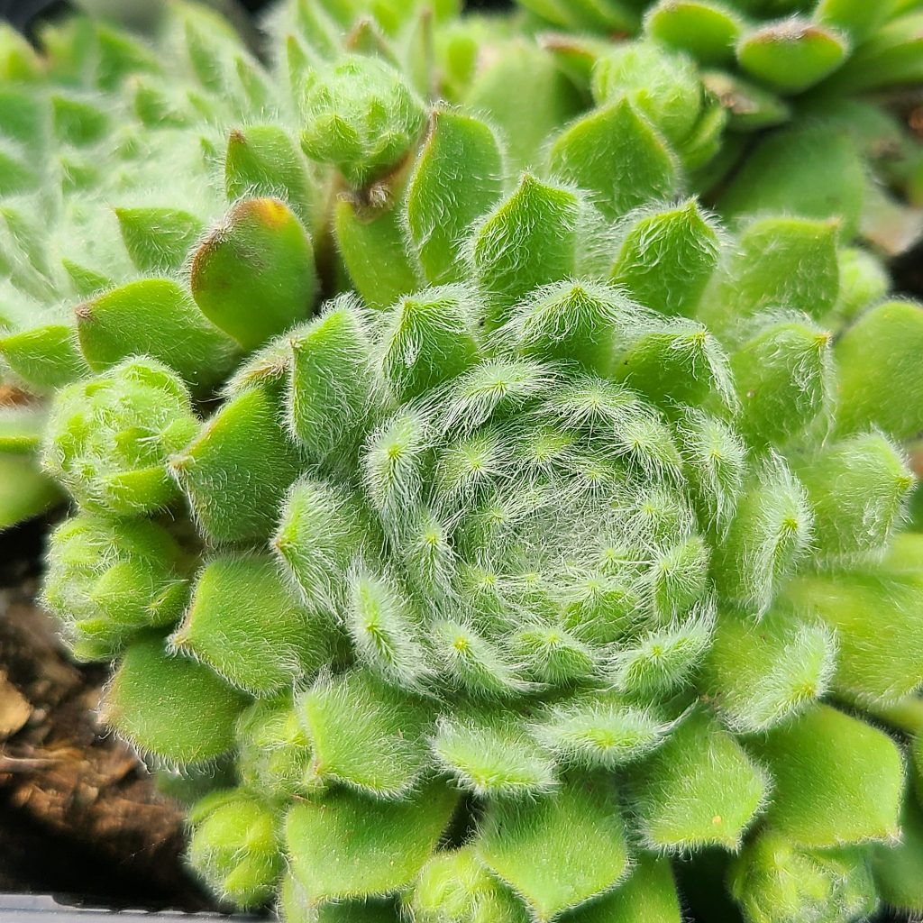 Sempervivum 'Green Ice'