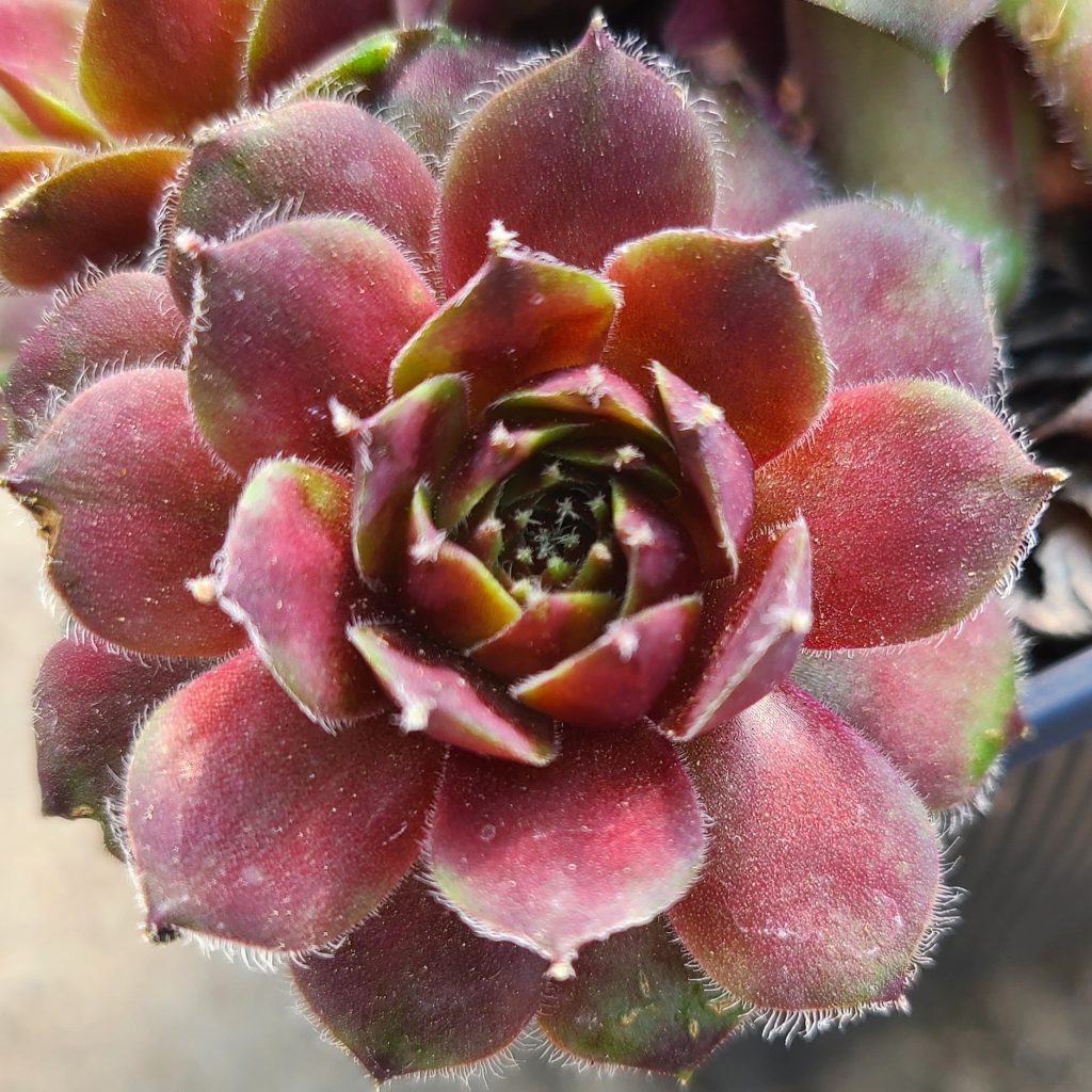 Sempervivum 'Grünschnabel'