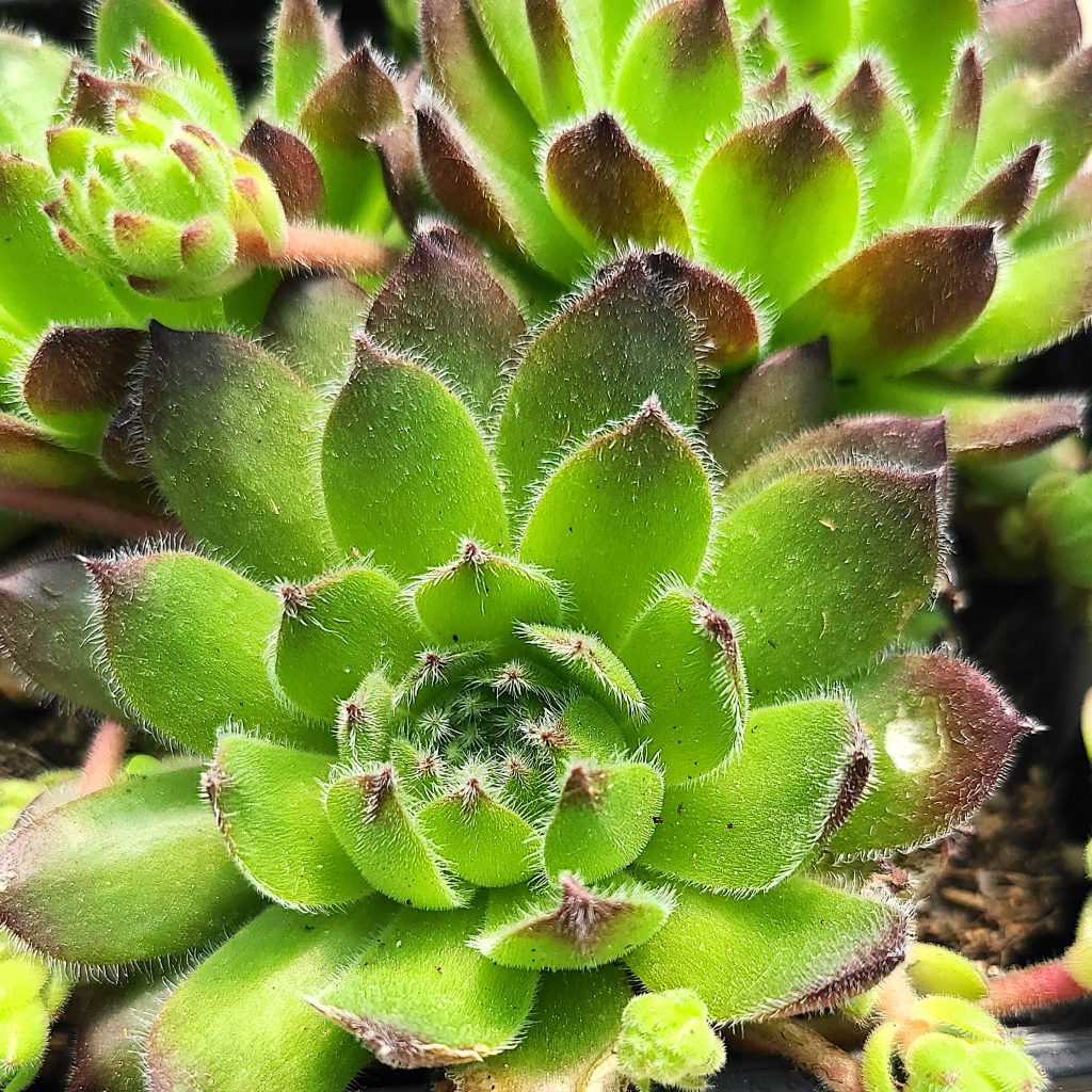 Sempervivum 'Hagar'