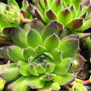 Sempervivum 'Hagar'