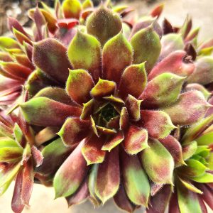 Sempervivum 'Happy'