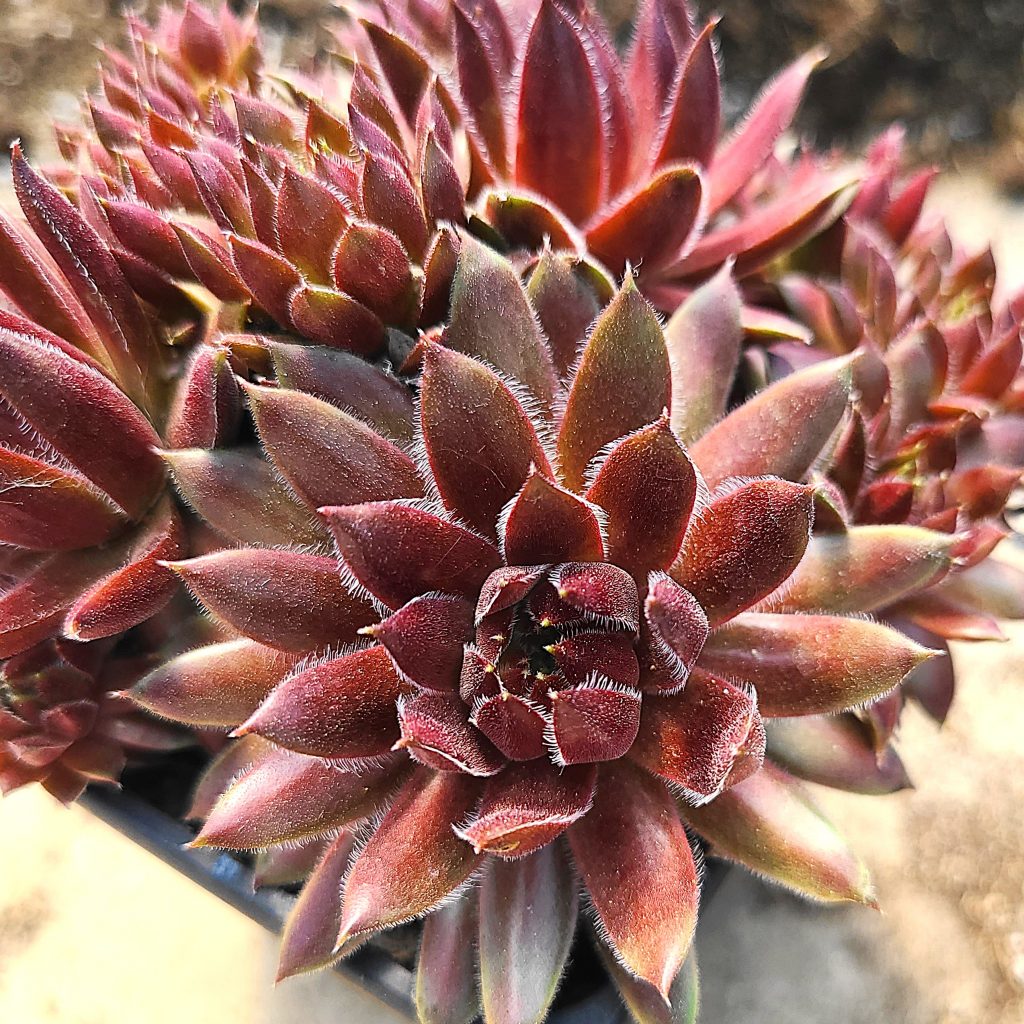 Sempervivum 'Havendijker Abendrot'